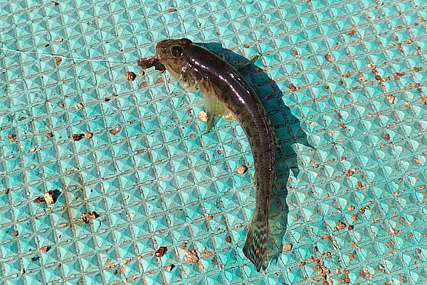ハゼ釣り