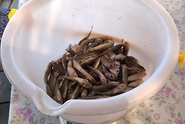 釣果