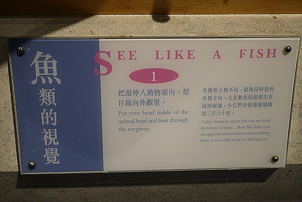 魚的視覚