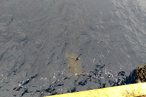 サビキ釣り