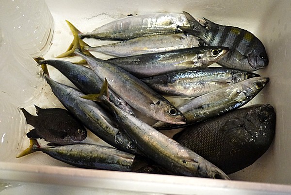 釣果
