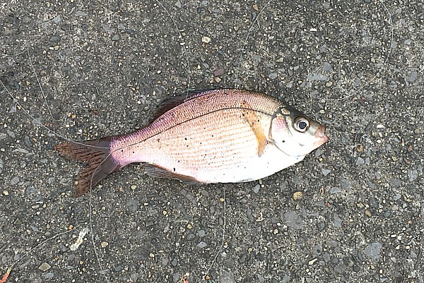 ウミタナゴ