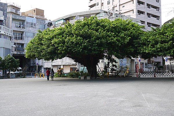 ガジュマル