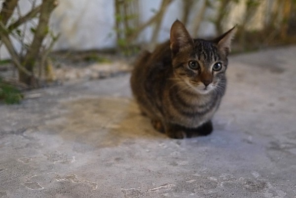 かわいい猫