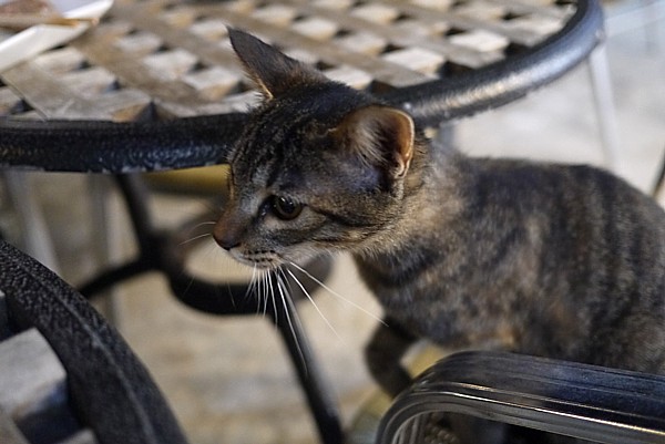 野良猫