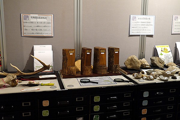北海道大学総合博物館