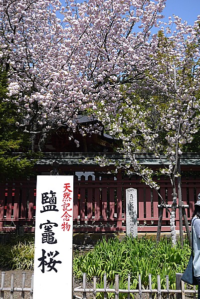 塩釜桜