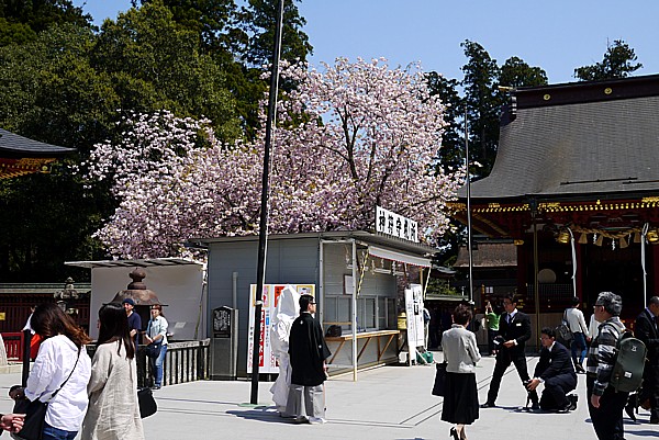 あまりに古くて創建が不明 宮城のパワースポット 塩釜神社 志波彦神社 どうする満作