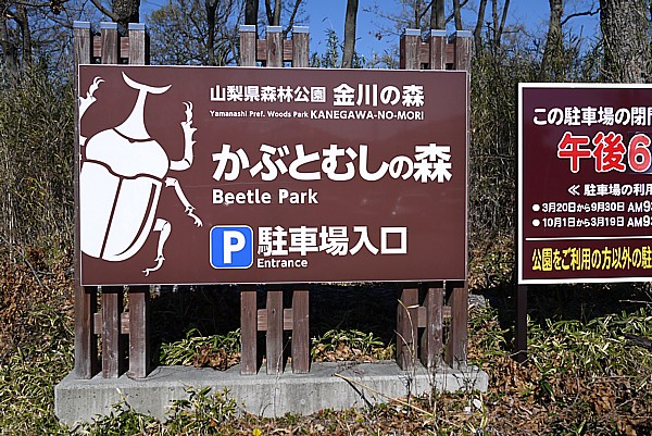 かぶとむしの森