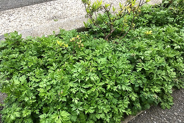 野菜 植物には毒がある