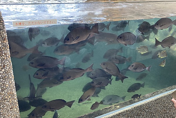 魚影が濃い