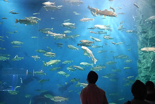 サケのふるさと 千歳水族館