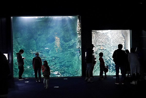 サケのふるさと 千歳水族館