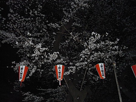 上野公園 花見 2011
