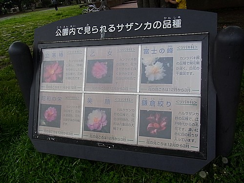 サザンカ
