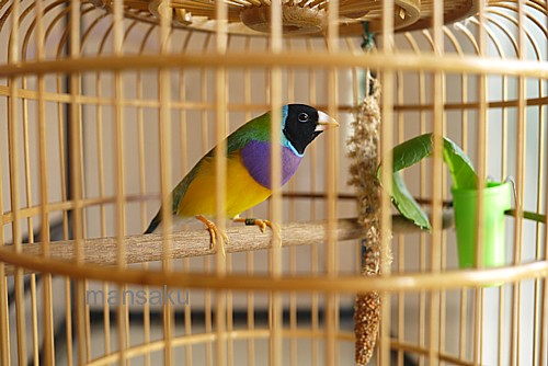珍鳥