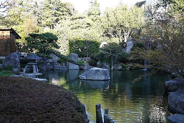 池の鯉